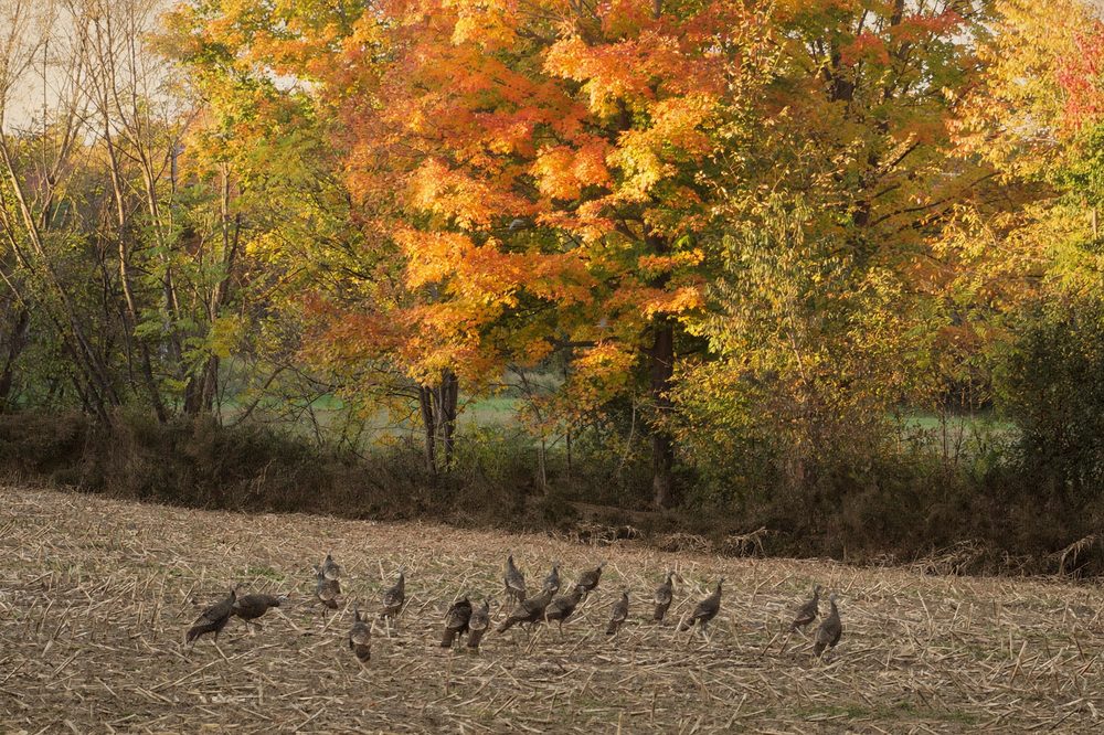 October Adventure — Set of 6