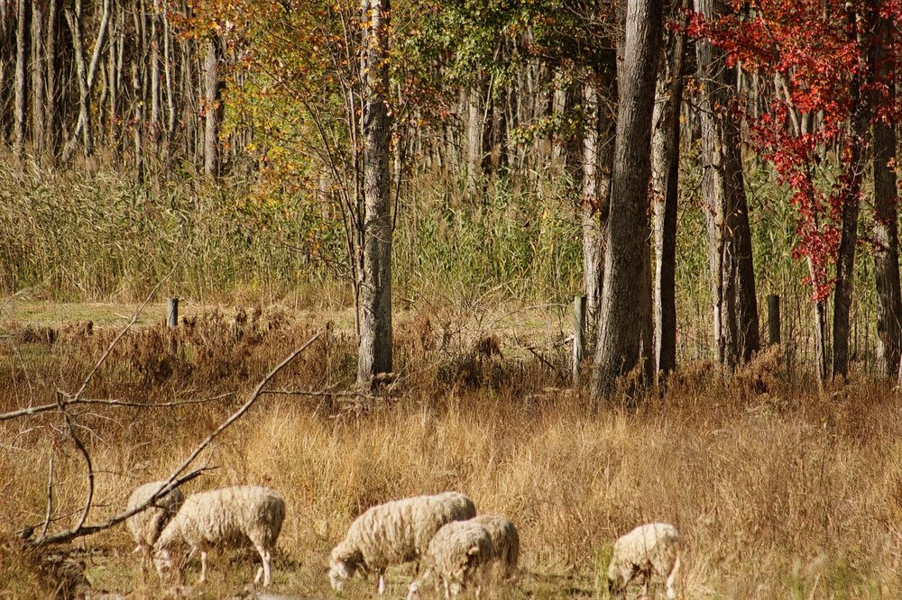 Bellvale Sheep