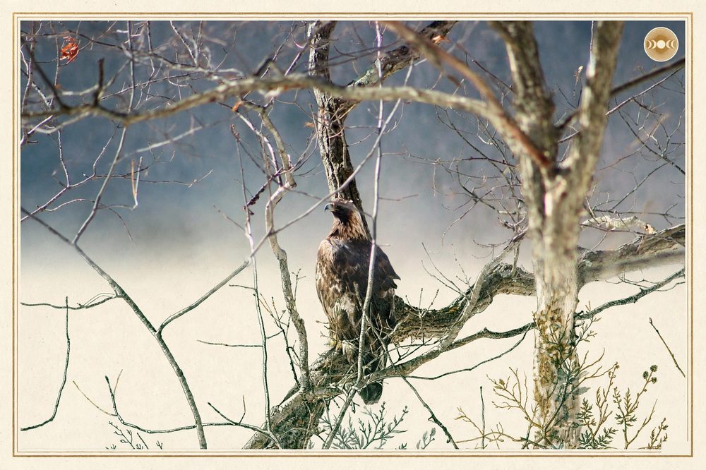 Golden Eagle