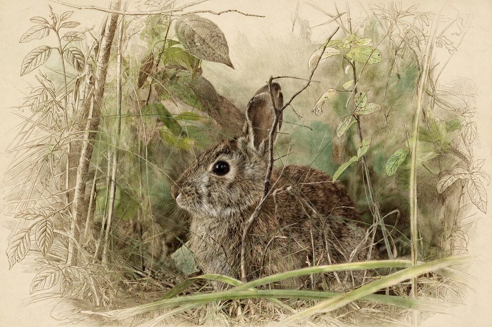 The Hidden Cottontail