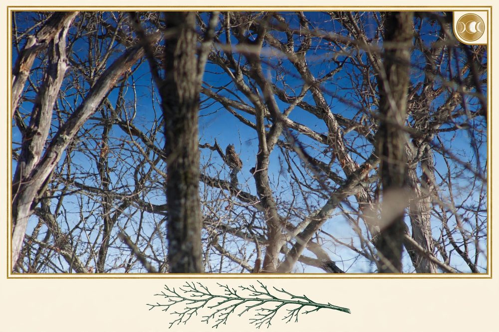 Hidden Owl