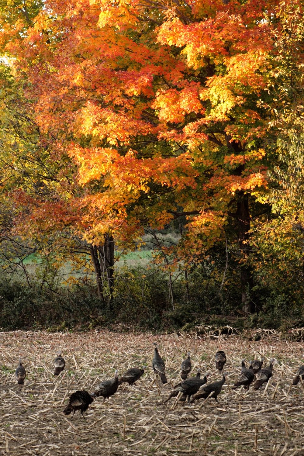 The Maple Flock — Vertical